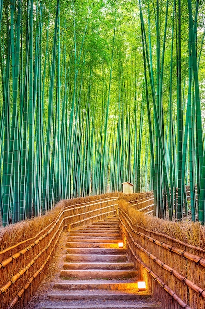 Foto gratuita foresta di bambù a kyoto, in giappone.