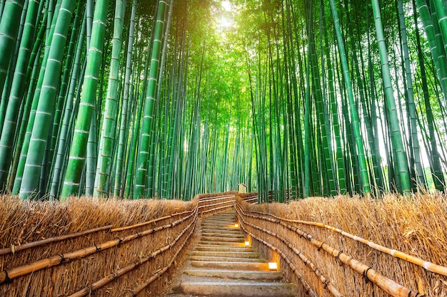 Foto gratuita foresta di bambù a kyoto, in giappone.