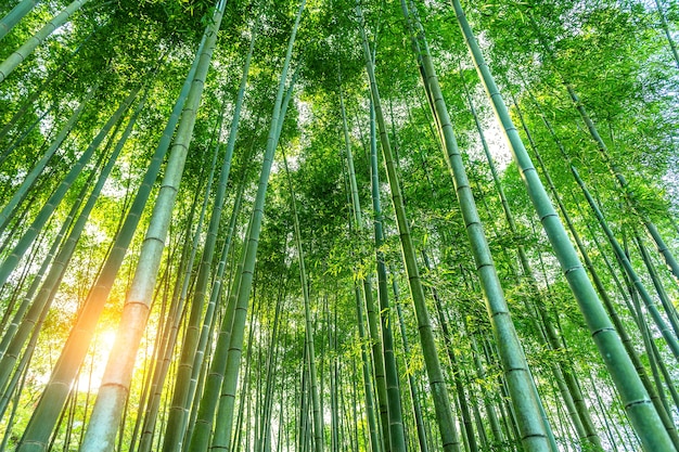 Foto gratuita foresta di bamboo. sullo sfondo della natura.