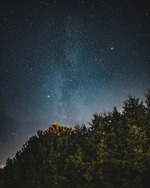 Foto gratuita bella inquadratura dal basso di una foresta e il cielo pieno di inizi