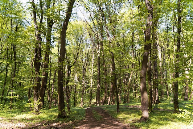 Foto gratuita bella foresta verde naturale