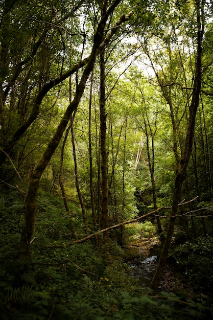 Foto gratuita bellissimo paesaggio naturale della foresta