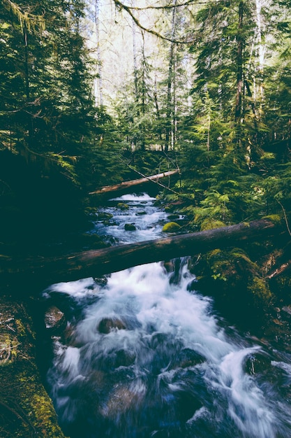 Foto gratuita bellissimo fiume con una forte corrente nei boschi