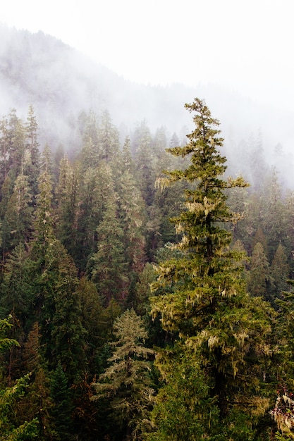 Foto gratuita splendido scenario di una straordinaria foresta selvaggia con vegetazione mozzafiato