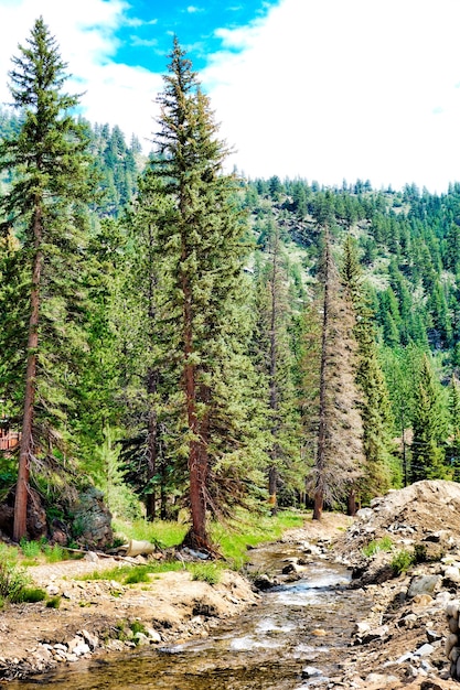 Foto gratuita uno splendido scenario di una foresta con molti abeti e un fiume sotto un cielo nuvoloso