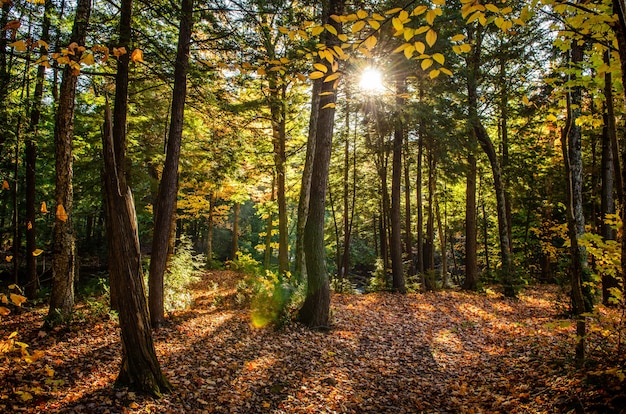 Foto gratuita bello colpo di una foresta con gli alberi verdi e le foglie di giallo sulla terra un giorno soleggiato