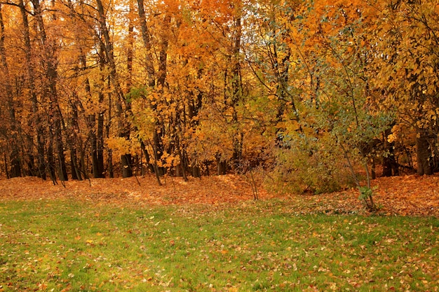 Foto gratuita bello colpo di una foresta con gli alberi e le foglie di autunno gialle sulla terra in russia