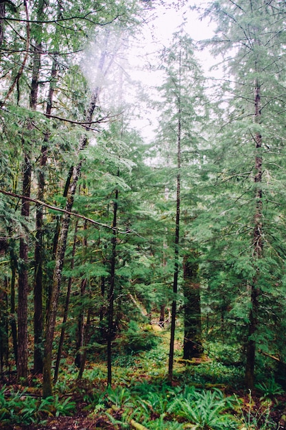 Foto gratuita bellissimo scatto di un bosco