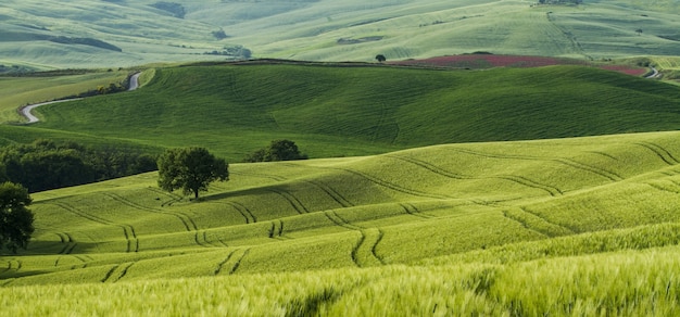 Foto gratuita bella ripresa di campi verdi con strade strette nel mezzo