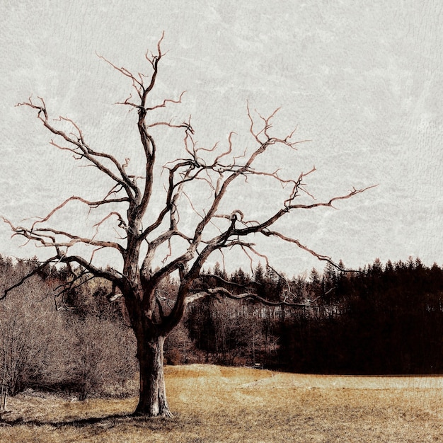 Foto gratuita bellissimo scatto di un albero spoglio solitario in una valle con la silhouette di una foresta sullo sfondo