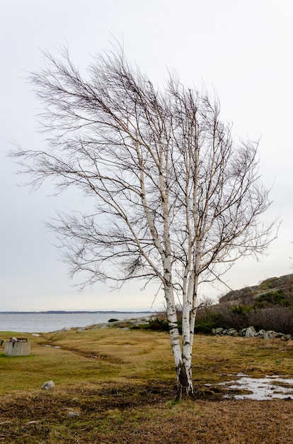 Foto gratuita bella ripresa di un albero con rami spogli e il lago sullo sfondo