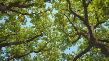 Foto gratuita bella prospettiva del baldacchino degli alberi con paesaggio naturale