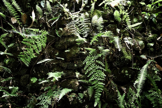 Foto gratuita bellissimo sfondo di vegetazione tropicale