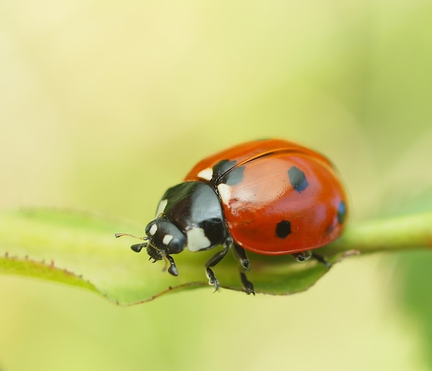 Foto gratuita scarabeo coccinella