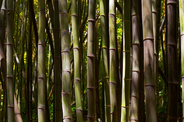 Foto gratuita foresta botanica di bambù alla luce del giorno