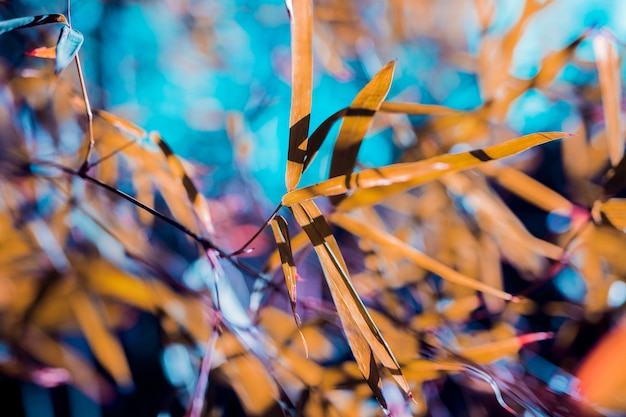 Foto gratuita foglie di bambù botanico