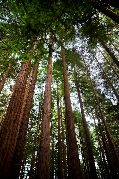 Foto gratuita vista dal basso grandi alberi da una foresta