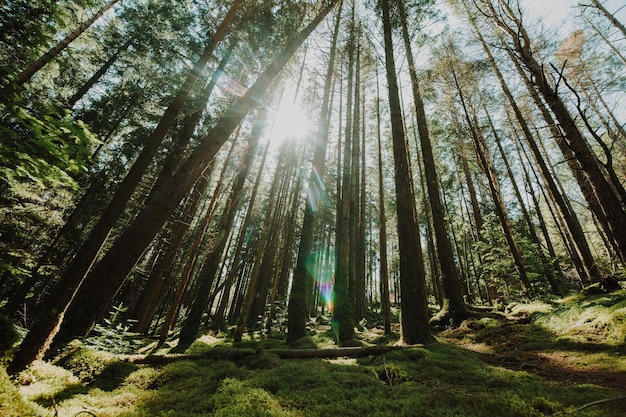 Foto gratuita vista dal basso di un gruppo di alberi