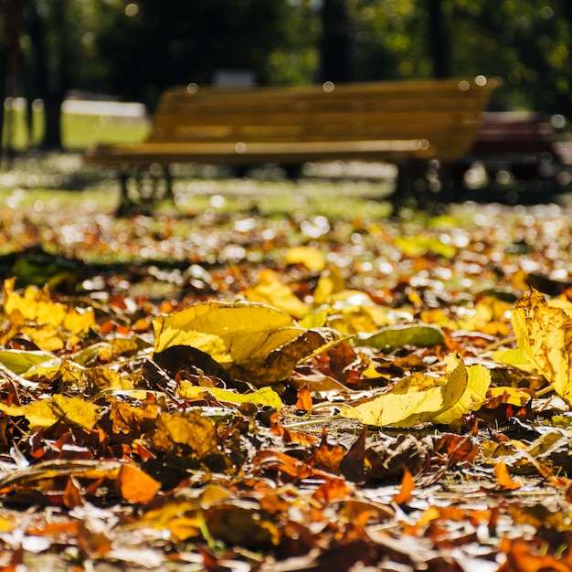 Foto gratuita chiuda sulle foglie di autunno con il fondo vago del parco