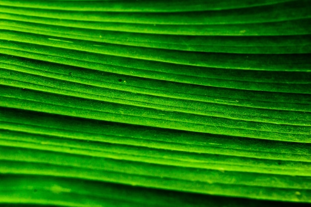 Foto gratuita close up foglia di banana