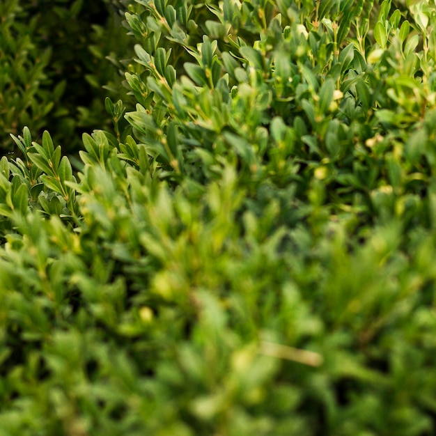 Foto gratuita foglie della pianta verde del primo piano