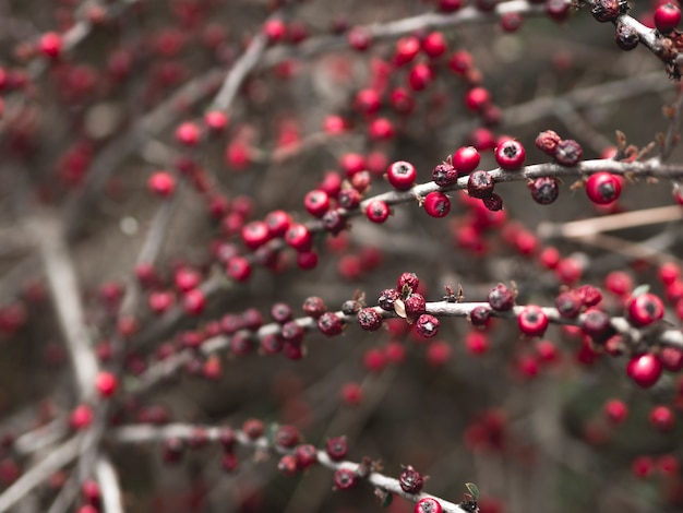 Foto gratuita vista del primo piano del concetto della frutta