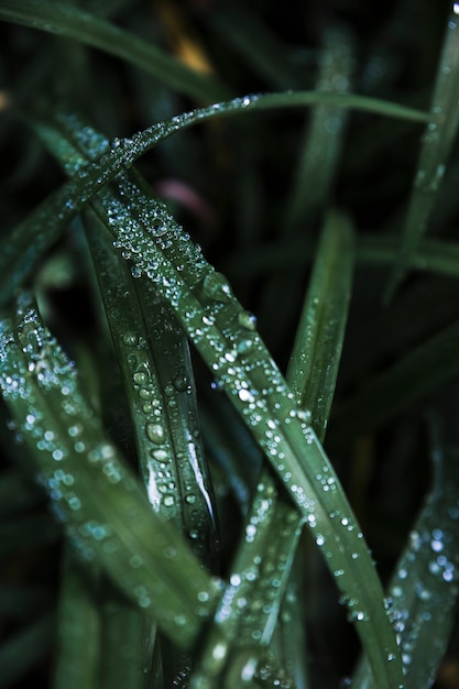 Foto gratuita acqua di primo piano sull'erba