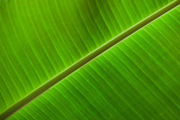 Foto gratuita primo piano di una foglia di banana perfetta per lo sfondo