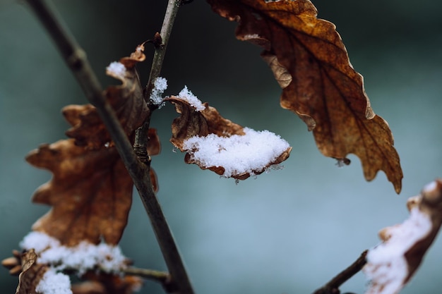 Foto gratuita primo piano del fogliame autunnale secco