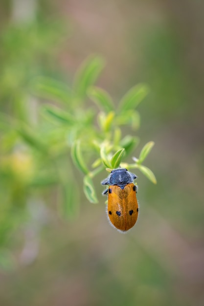 Foto gratuita colpo del primo piano di un coleottero della bolla su una pianta