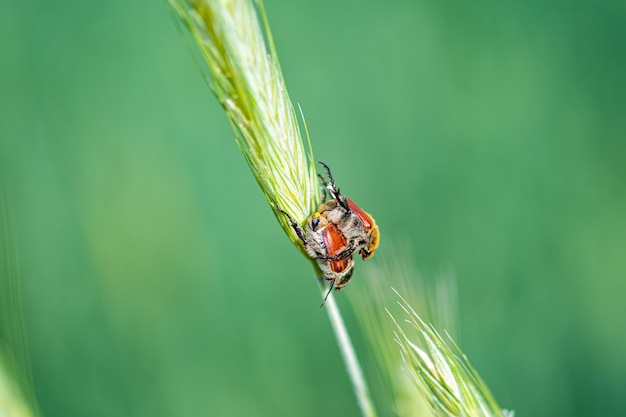 Foto gratuita colpo del primo piano di un insetto sull'erba di grano nella foresta