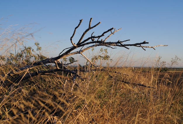 Foto gratuita colpo del primo piano di un ramo di albero secco in un campo erboso a gibilterra