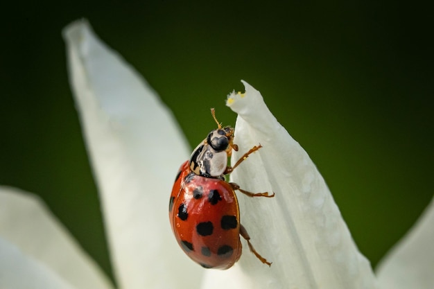 Foto gratuita primo piano di una coccinella seduta sul petalo di un fiore