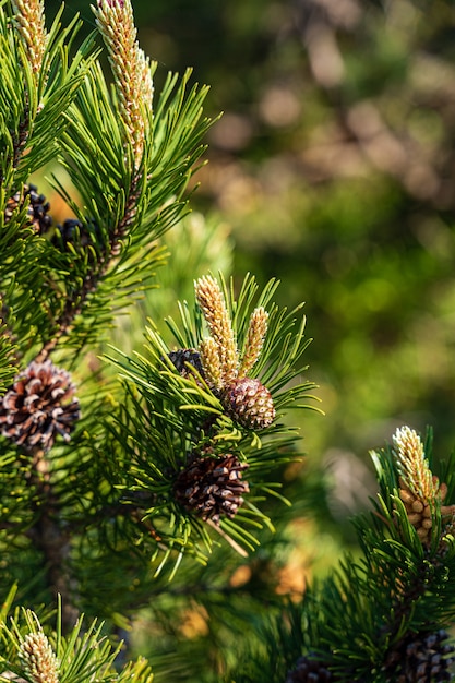 Foto gratuita primo piano di alberi di pino nella foresta nera, germania