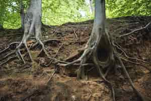 Foto gratuita primo piano delle radici degli alberi nel terreno in una foresta sotto la luce del sole