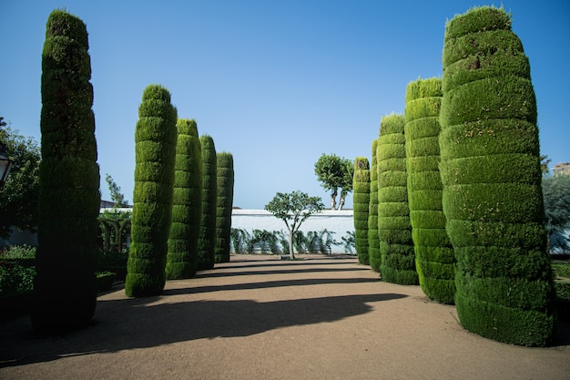 Foto gratuita colonnato di alberi a cordoba, spagna in una giornata di sole