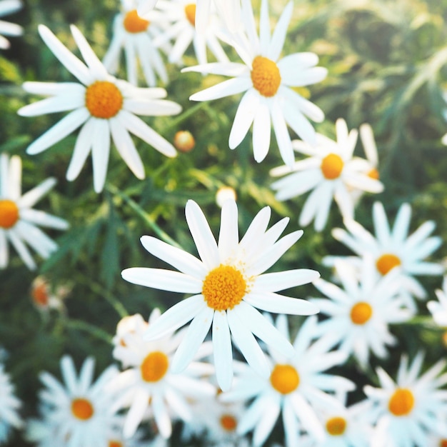 Foto gratuita daisy chamomile field blossom concept