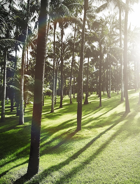 Foto gratuita oscura foresta soleggiata al mattino presto all'alba