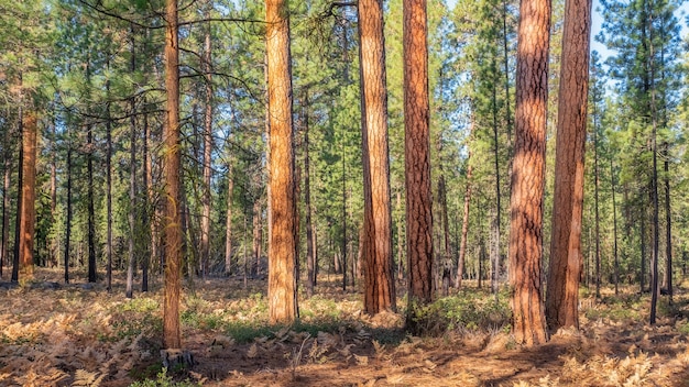 Foto gratuita fitta foresta di abeti rossi durante una giornata di sole