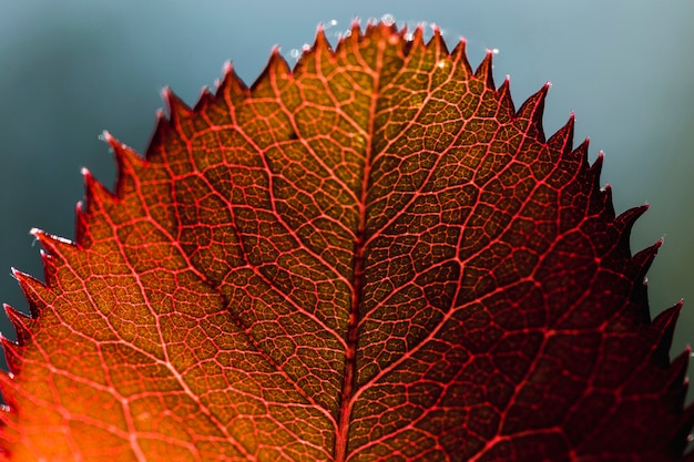 Foto gratuita dettaglio di una foglia arancione