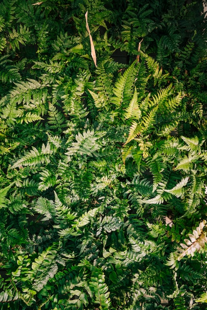 Foto gratuita una vista elevata della felce lascia la priorità bassa