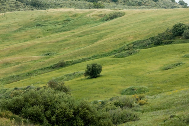 Foto gratuita paesaggio tranquillo con alberi extra lungo