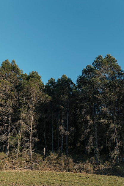 Foto gratuita livello degli occhi sparato agli alberi alti con il chiaro cielo