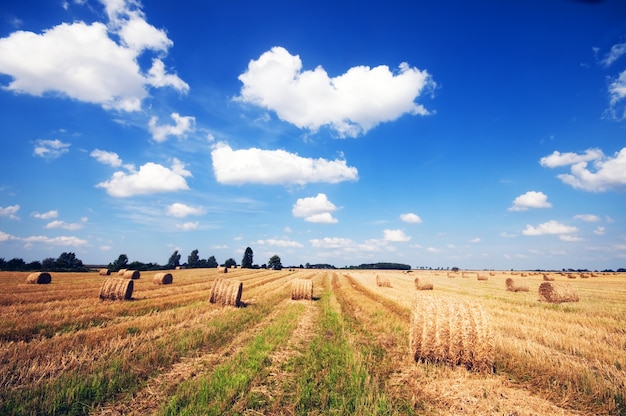 Foto gratuita campo dell'azienda agricola