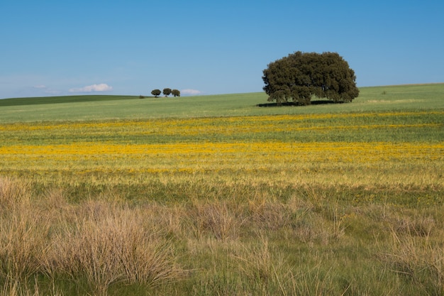 Foto gratuita campo coperto di verde sotto la luce del sole e un cielo blu