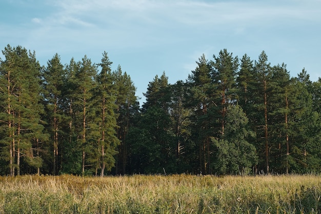 Foto gratuita radura della foresta sullo sfondo di una foresta di pini, tramonto estivo, cielo azzurro di sfondo con nuvole. paesaggio naturale