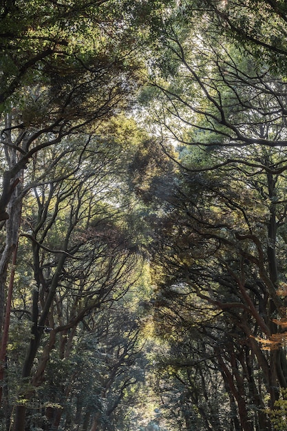 Foto gratuita foresta con alberi da vicino