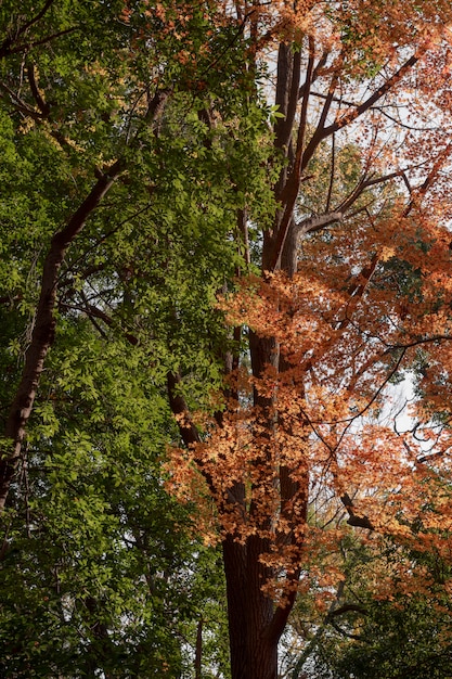 Foto gratuita foresta con alberi da vicino