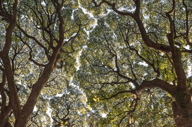 Foto gratuita foresta con alberi da vicino