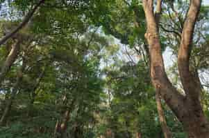 Foto gratuita foresta con alberi da vicino